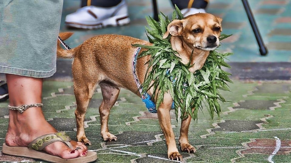 NY bill proposes medical pot for pets