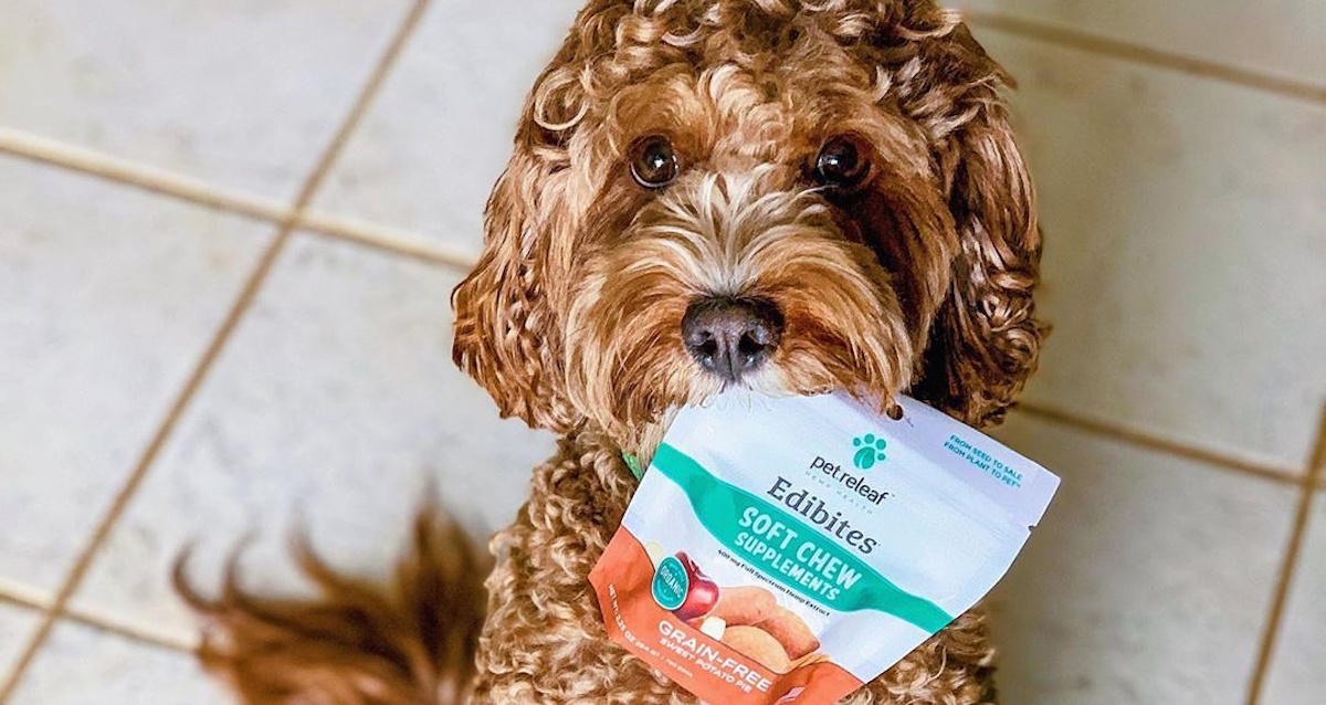 The Best CBD Dog Treats