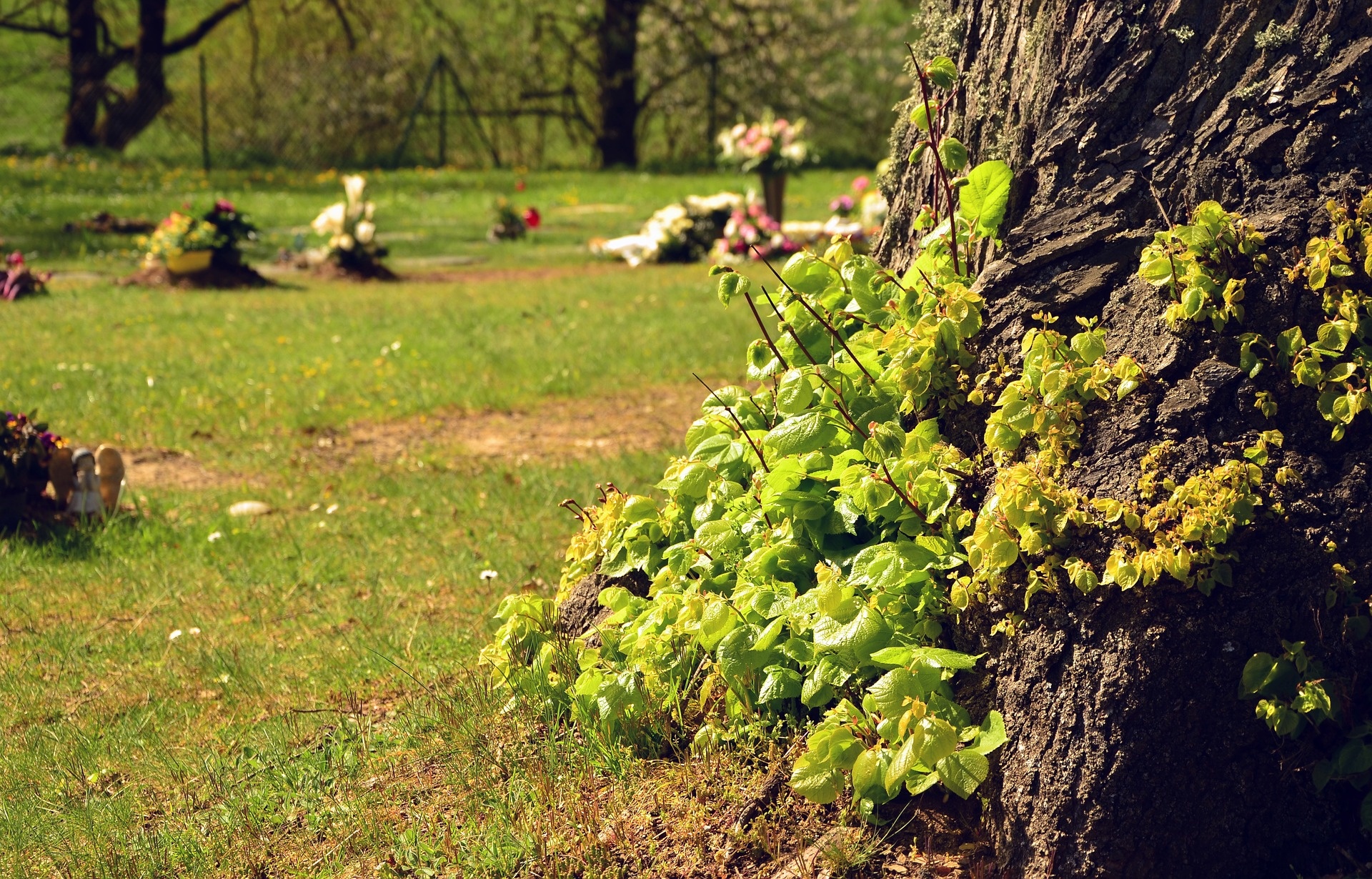 Eco-Friendly Afterlife? Know Your Green Burial Options