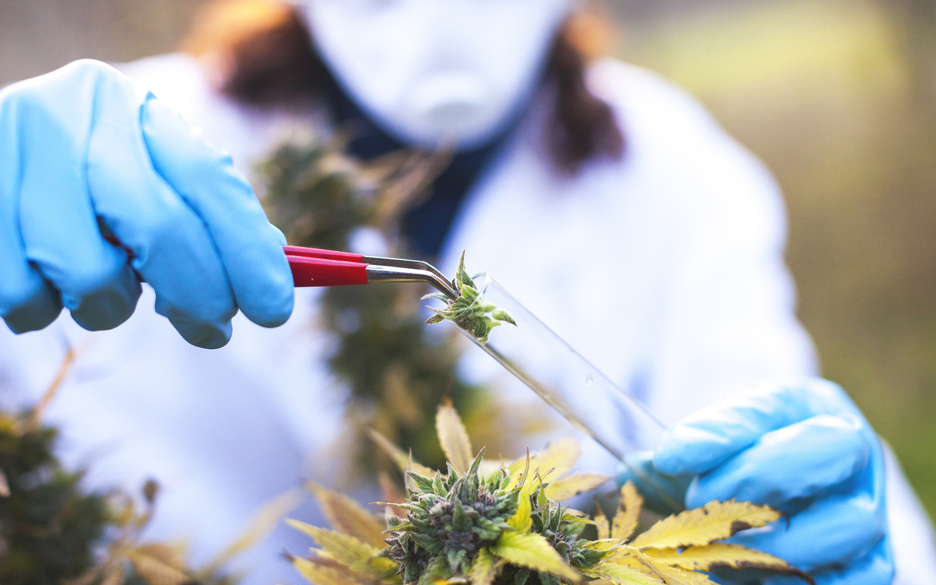 Denver Awards Cannabis Research License to Industry Powerhouse MedPharm