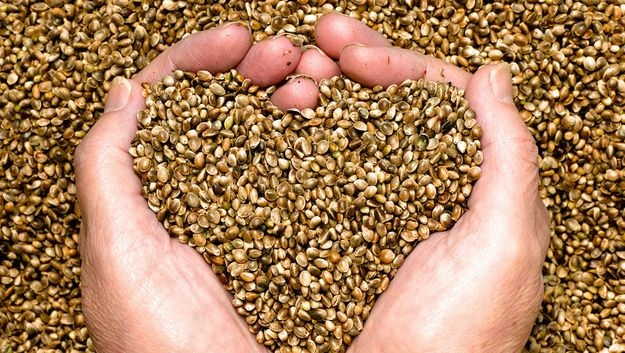 What Are CBD Seeds?