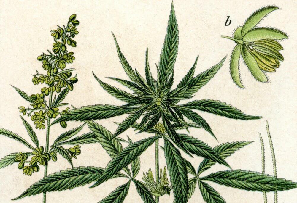 The Secret History of Hemp