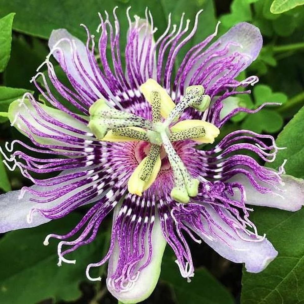 Purple PassionFlower Closeup