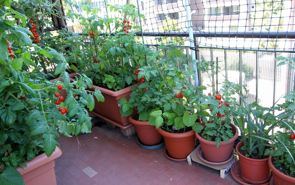 Fire Escape Garden