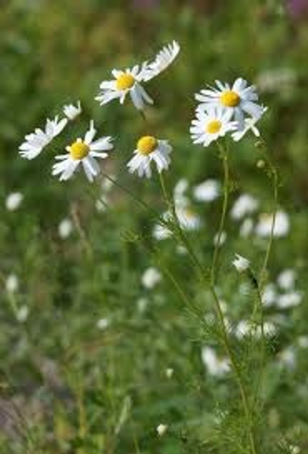 Chamomile In The Wild