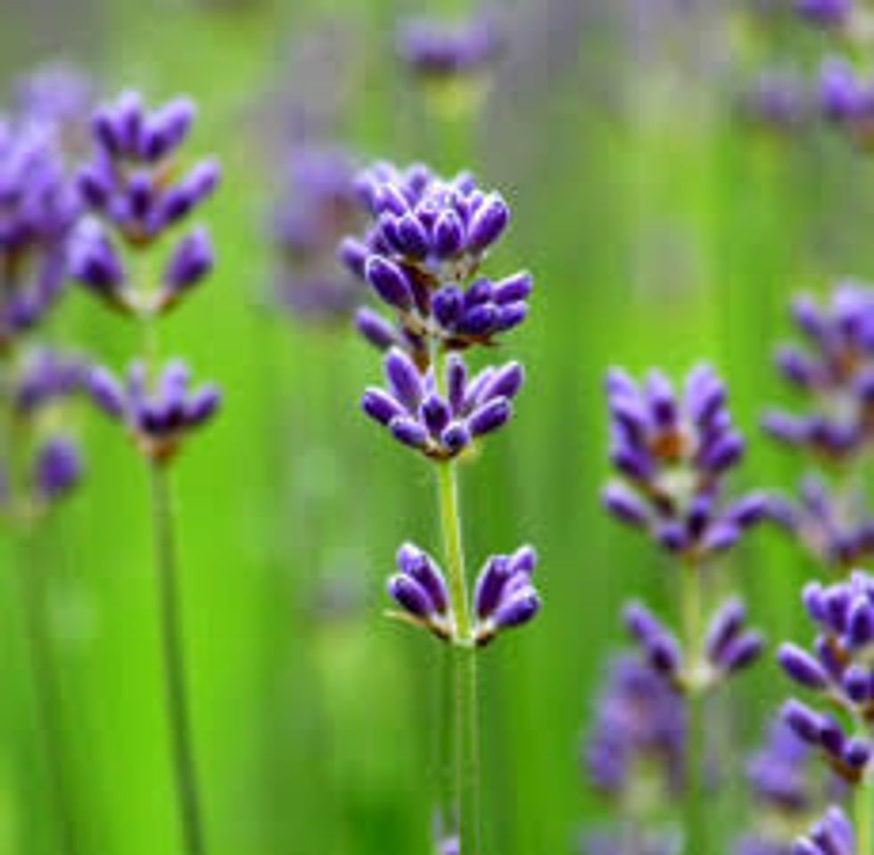 Lavender Flower