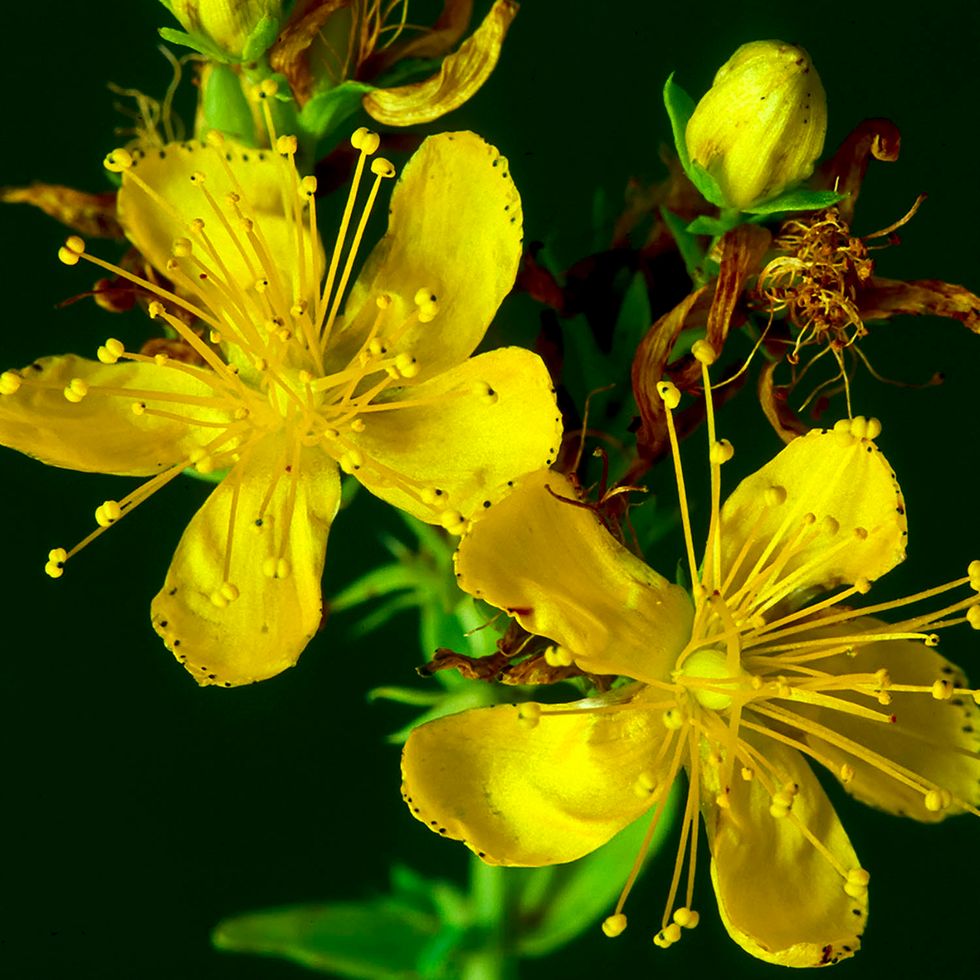 St. John's Wort