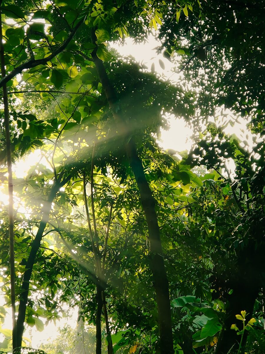 How To Optimize Your Energy, Focus, And Recovery Daily