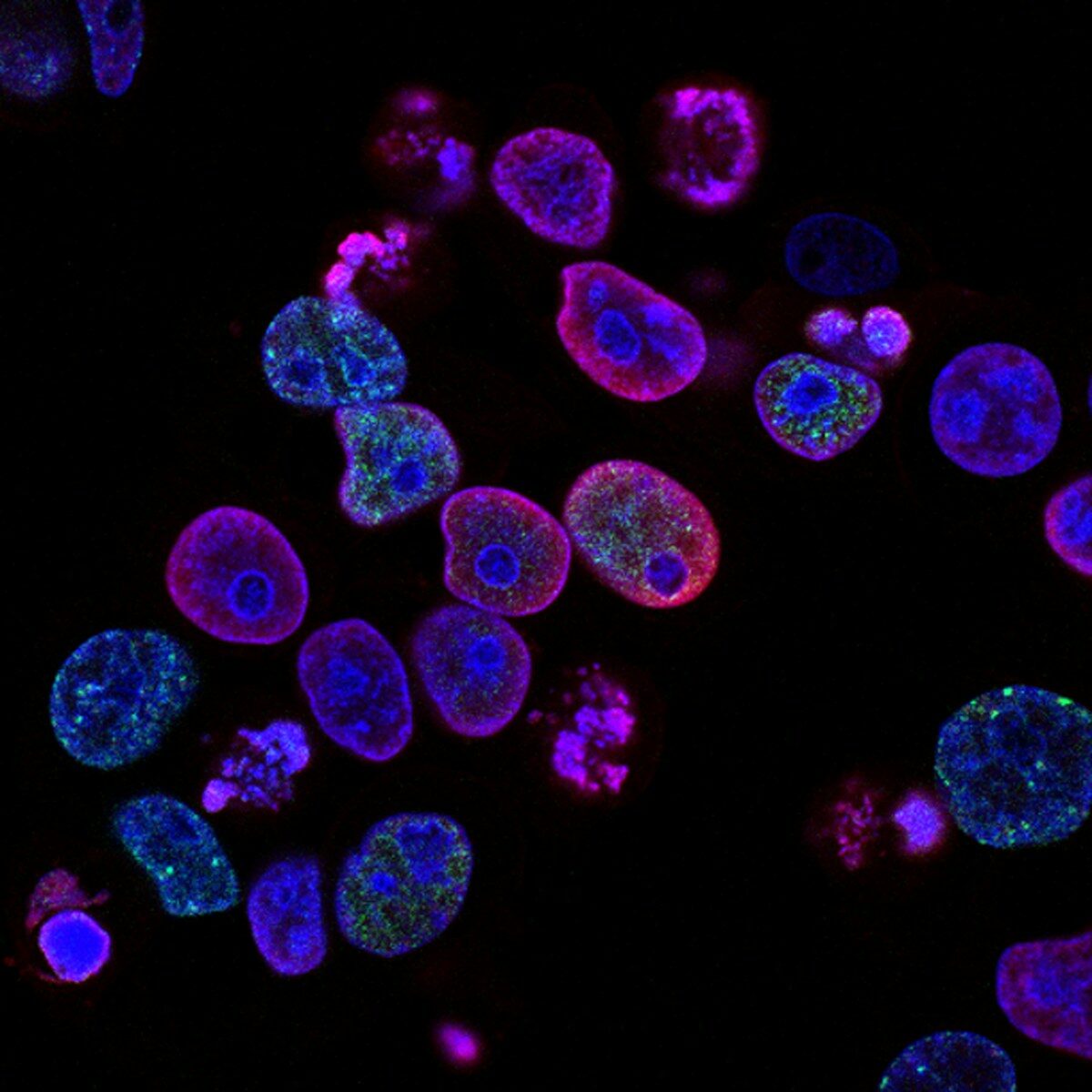 What “Cellular Health” Really Means—and What It Does Not